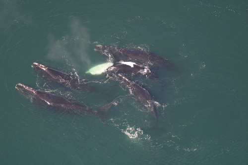 North Atlantic Right Whale