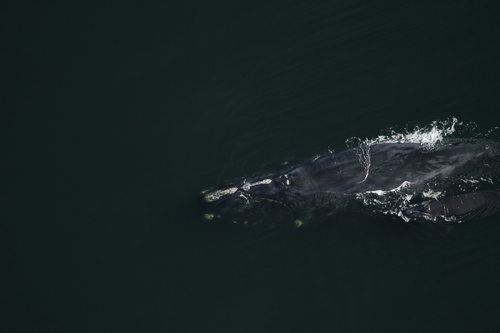 North Atlantic Right Whale