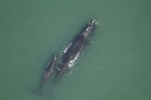 North Atlantic Right Whale