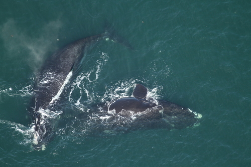North Atlantic Right Whale