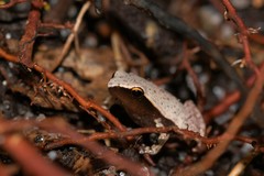 Plethodontohyla notosticta