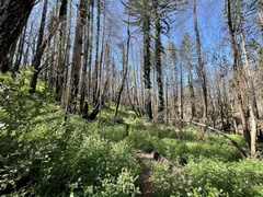 Astragalus agnicidus