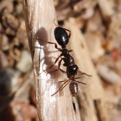 Formica neogagates
