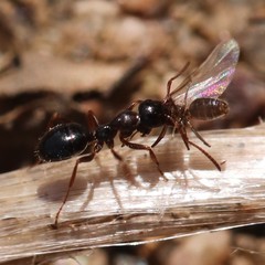 Formica neogagates