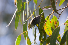 Pardalotus quadragintus