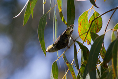 Pardalotus quadragintus