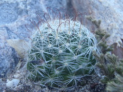 Mammillaria barbata