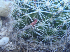 Mammillaria barbata