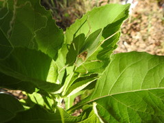 Paracyrtophyllus robustus