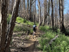 Astragalus agnicidus
