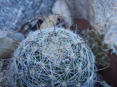 Mammillaria barbata