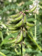 Astragalus agnicidus