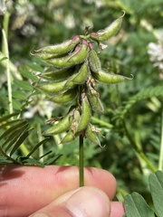 Astragalus agnicidus