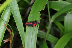 Typeschata marginata