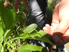 Paracyrtophyllus robustus