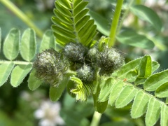Astragalus agnicidus