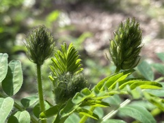 Astragalus agnicidus