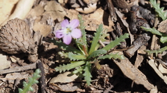 Gilia diegensis