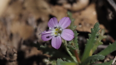 Gilia diegensis