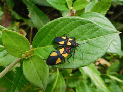 Oncopeltus orourkeae