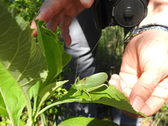 Paracyrtophyllus robustus