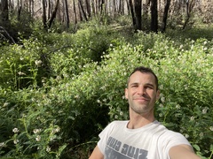 Astragalus agnicidus