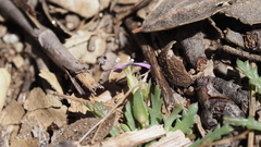 Gilia diegensis