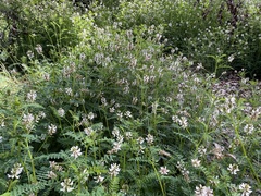 Astragalus agnicidus
