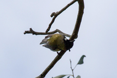 Melithreptus affinis