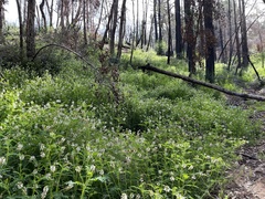 Astragalus agnicidus
