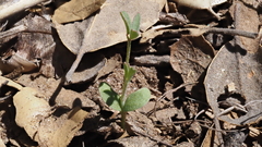 Astragalus douglasii parishii