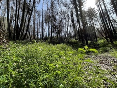 Astragalus agnicidus