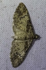 Mnesiloba eupitheciata