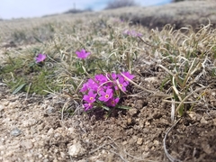 Primula angustifolia