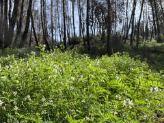 Astragalus agnicidus