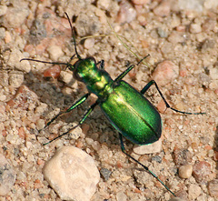 Cicindela denikei