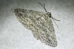 Psilosticha absorpta