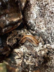 Prophysaon vanattae
