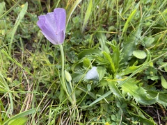 Calochortus uniflorus