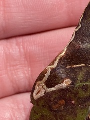 Stigmella myricafoliella