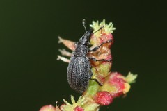Aplemonina