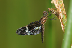 Zenithoptera lanei