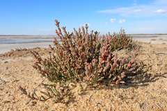 Tecticornia halocnemoides