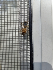 Apis mellifera