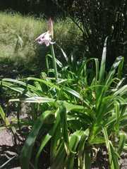 Crinum moorei