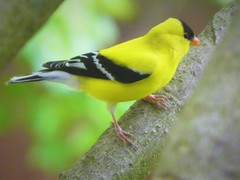 Spinus tristis tristis