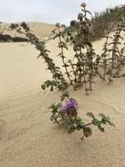 Monardella undulata