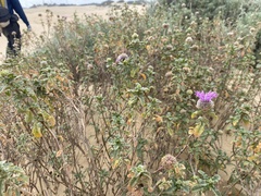 Monardella undulata