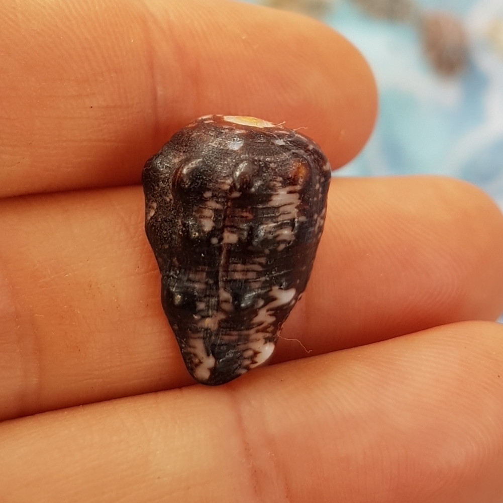 Morum tuberculosum