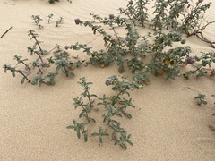 Monardella undulata